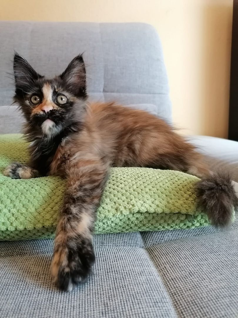 Maine Coon Kitten