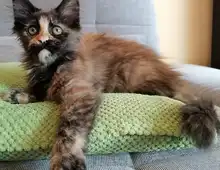 Maine Coon Kitten