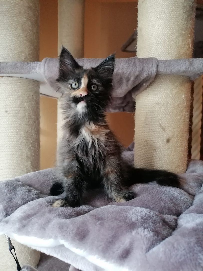 Maine Coon Kitten