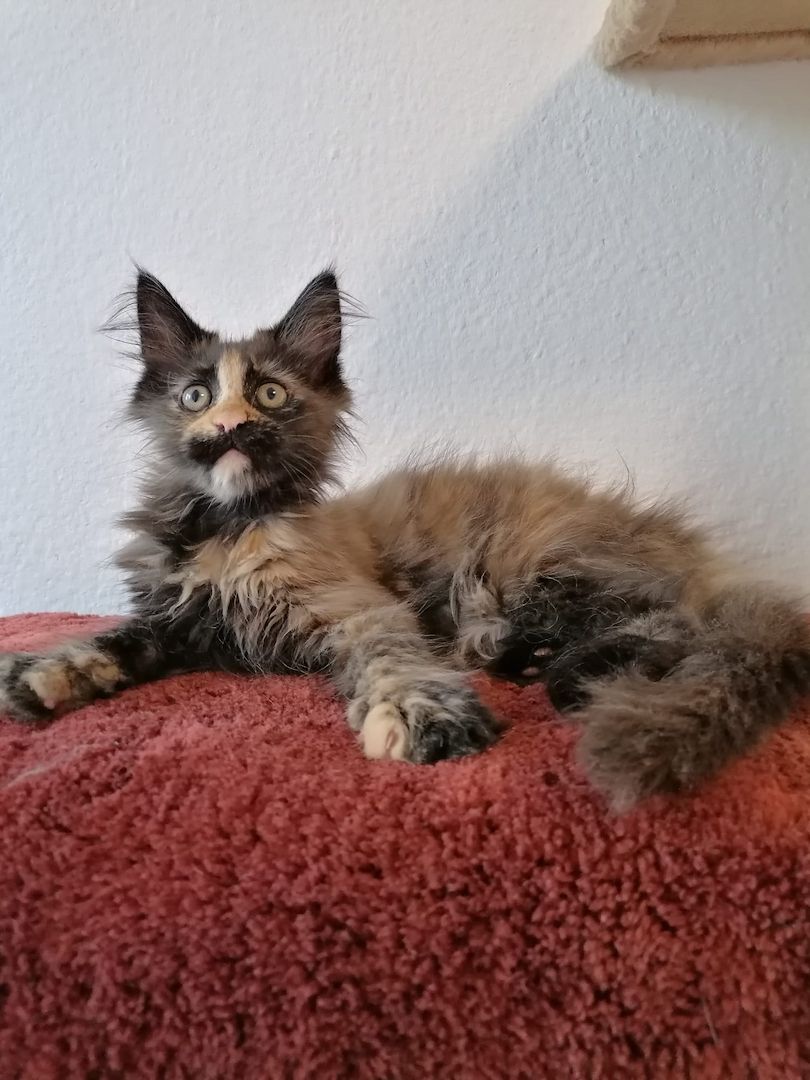 Maine Coon Kitten