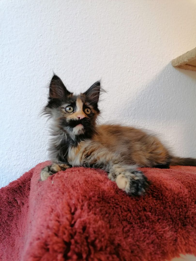 Maine Coon Kitten
