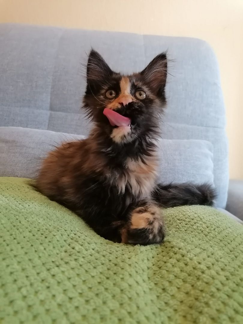 Maine Coon Kitten