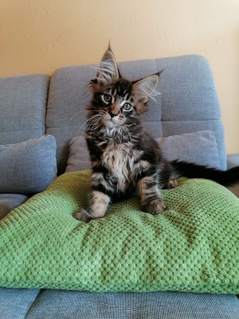 Maine Coon Kitten