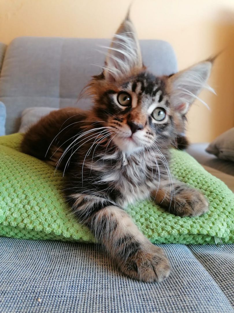 Maine Coon Kitten