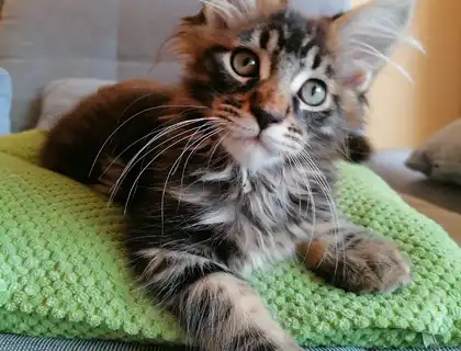 Maine Coon Kitten