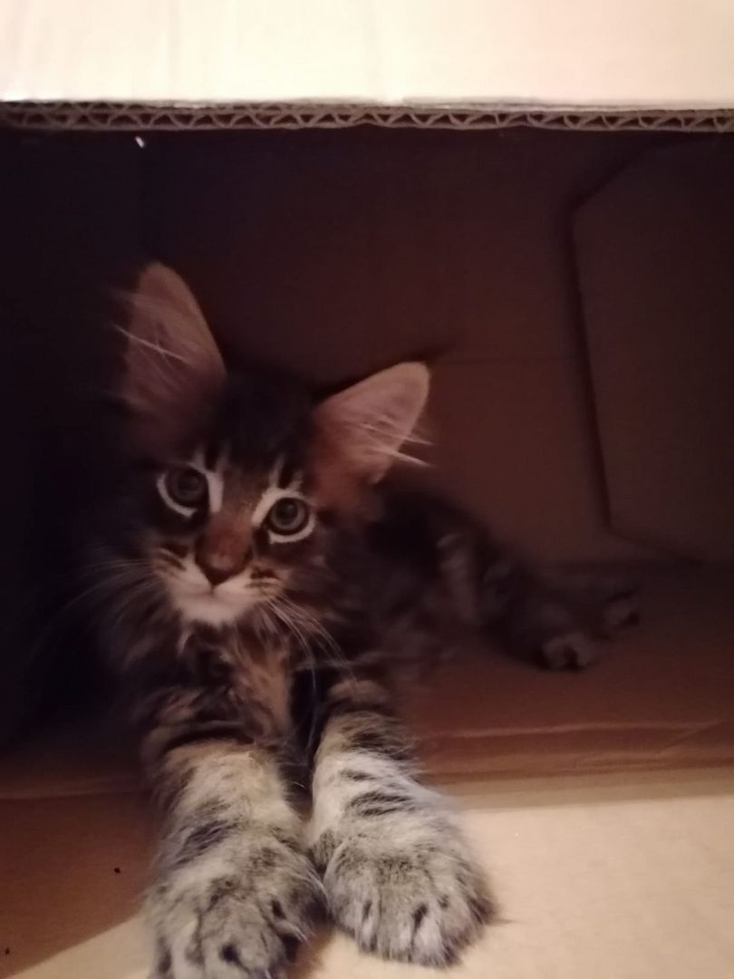 Maine Coon Kitten