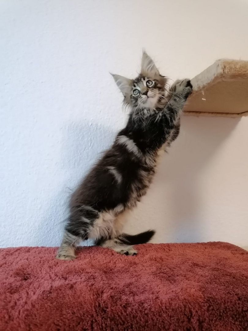 Maine Coon Kitten