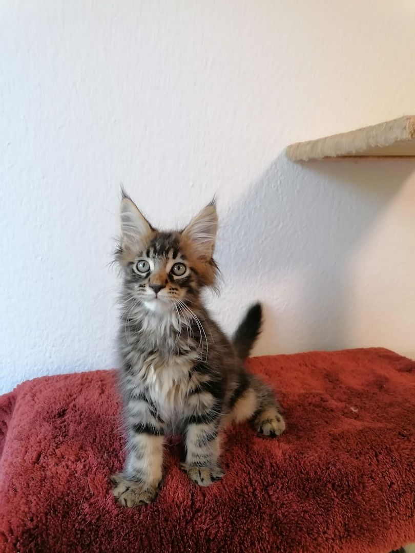 Maine Coon Kitten