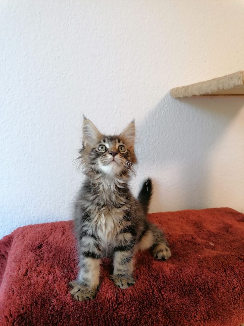 Maine Coon Kitten