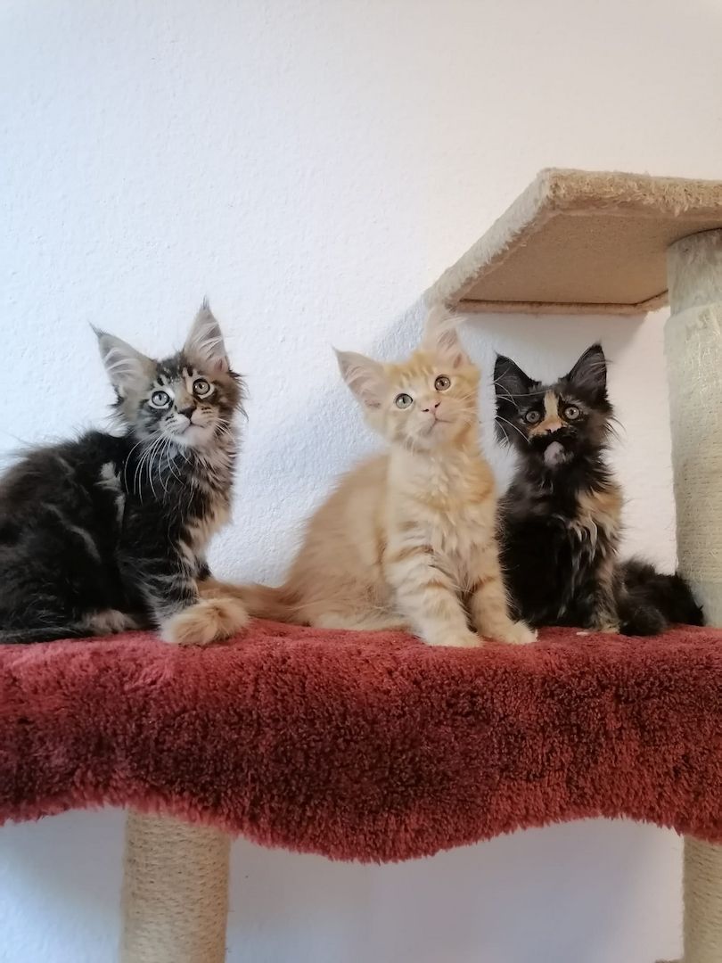 Maine Coon Kitten