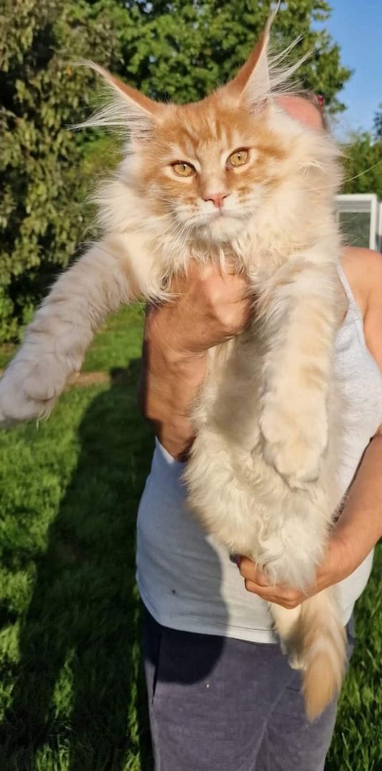 Maine Conn mit stammbaum