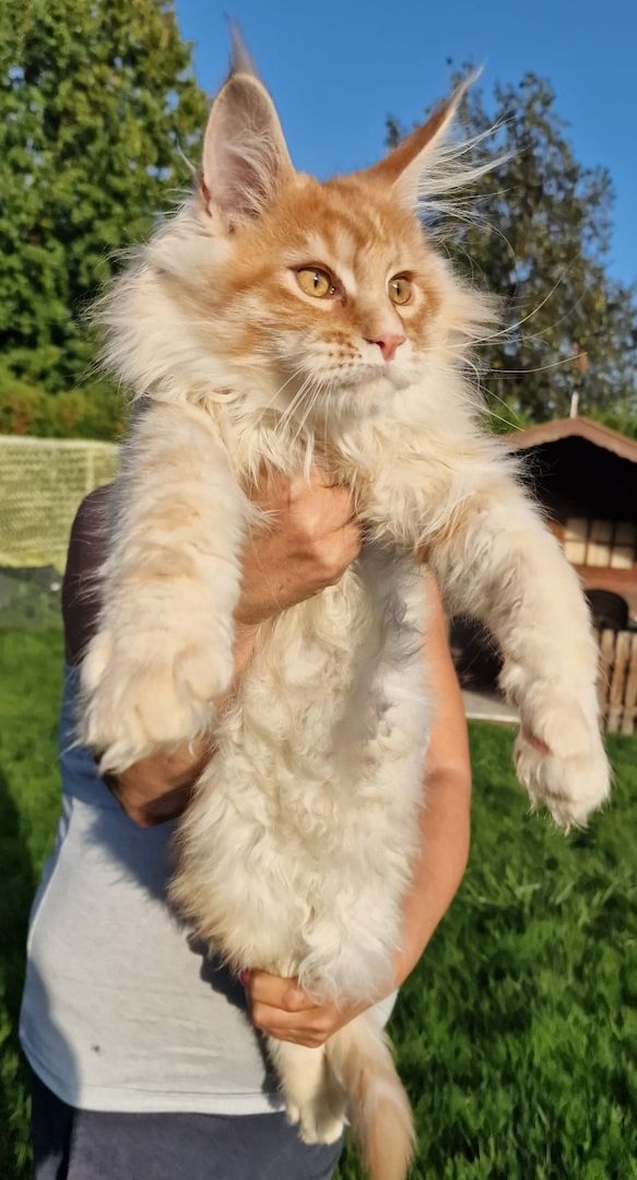 Maine Conn mit stammbaum