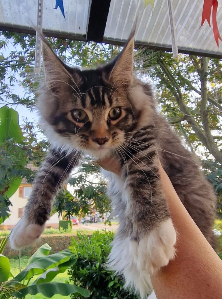 Maine Conn mit stammbaum