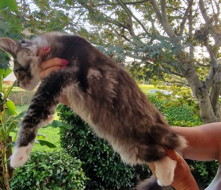 Maine Conn mit stammbaum