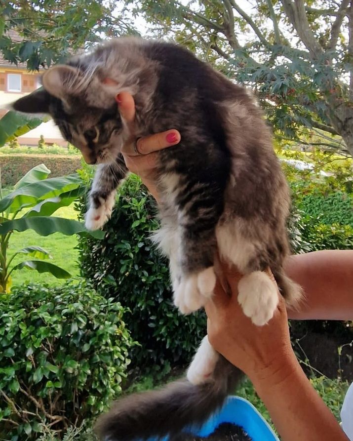 Maine Conn mit stammbaum