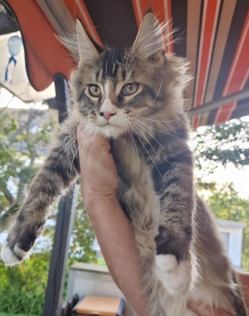 Maine Conn mit stammbaum