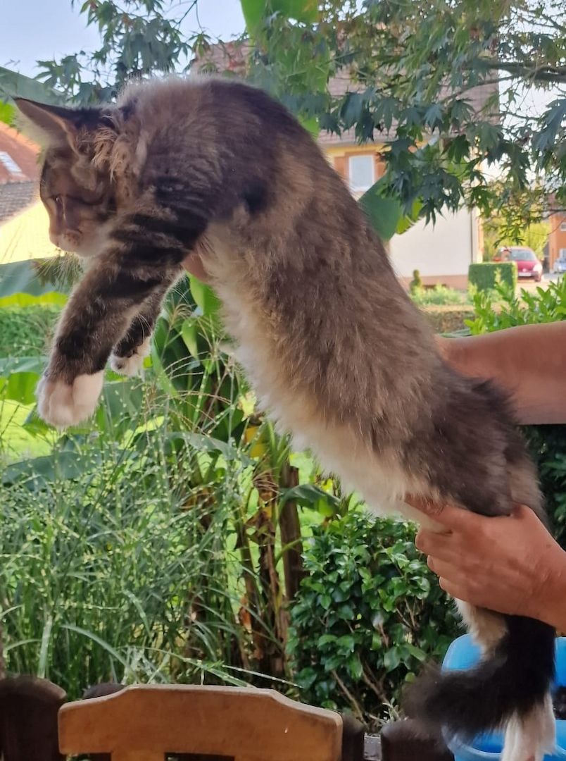 Maine Conn mit stammbaum