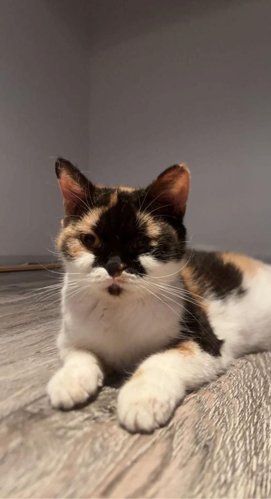 Britisch Kurzhaar ; alle 3 Katzen für 1.300 €