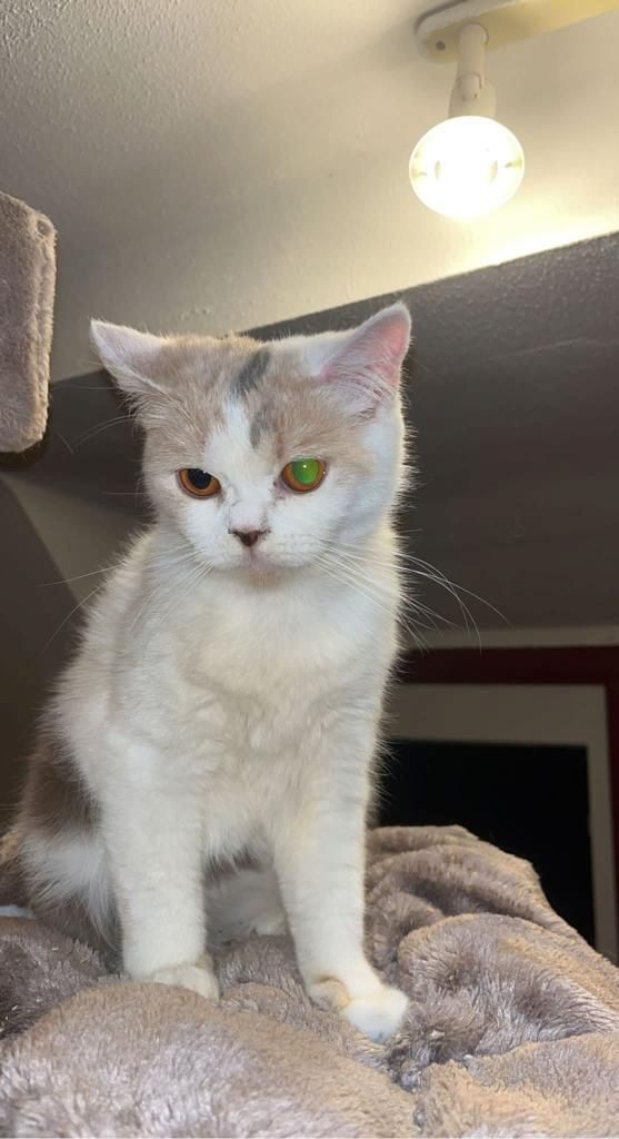 Britisch Kurzhaar ; alle 3 Katzen für 1.300 €