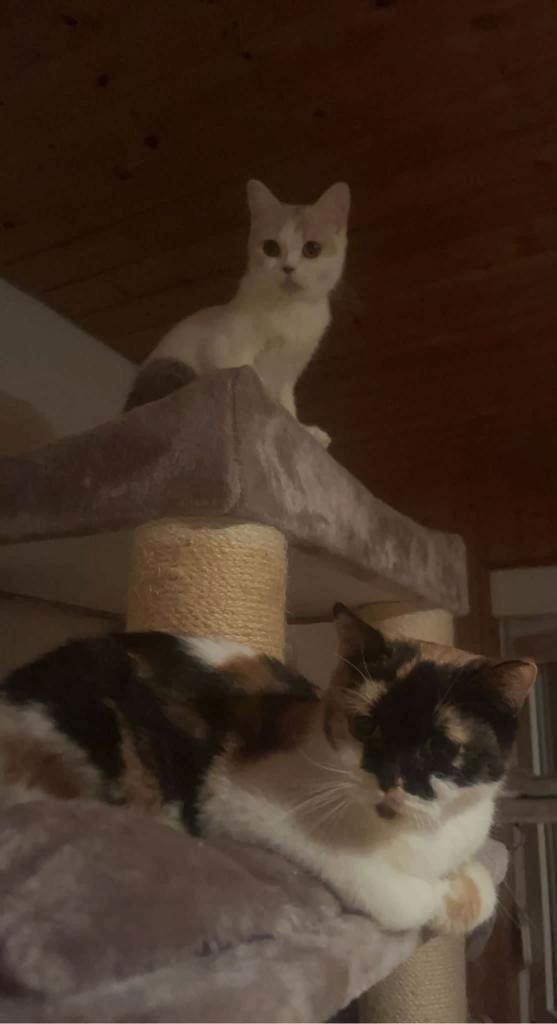 Britisch Kurzhaar ; alle 3 Katzen für 1.300 €