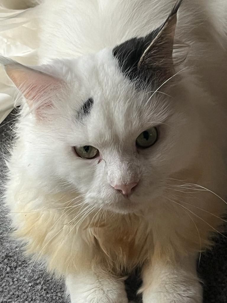 Maine Coon  3 Jahre männlich Maine Coon  3 Jahre männlich