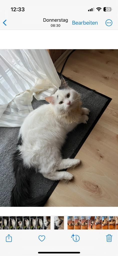 Maine Coon  3 Jahre männlich Maine Coon  3 Jahre männlich