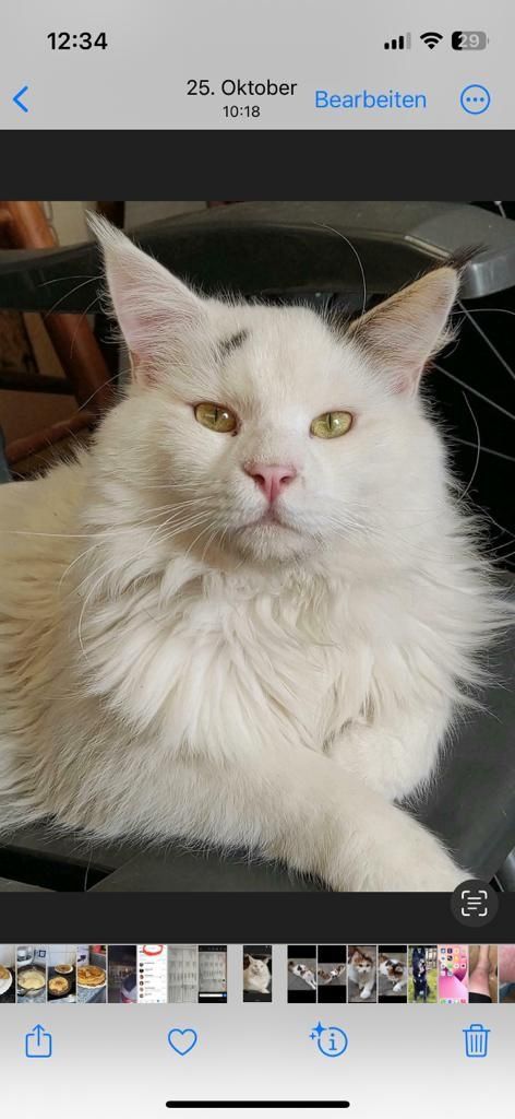 Maine Coon  3 Jahre männlich Maine Coon  3 Jahre männlich