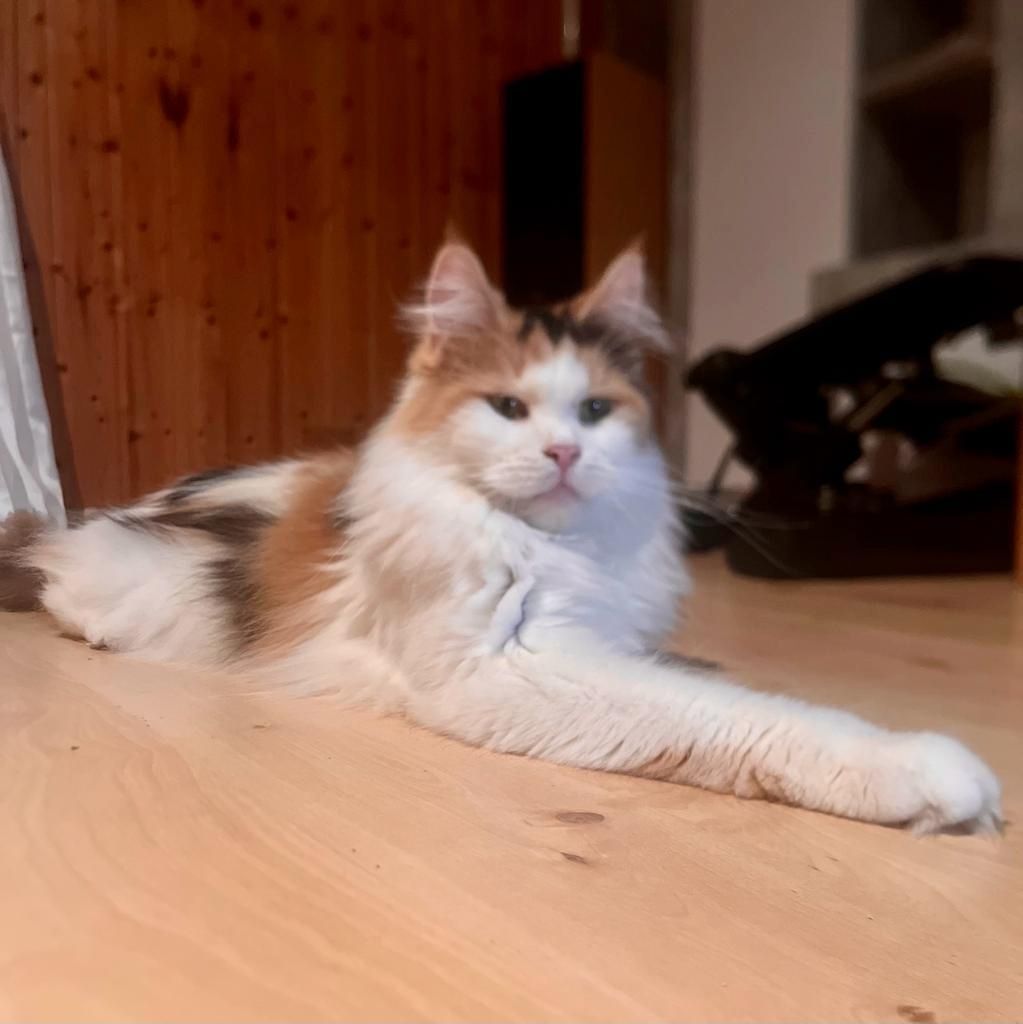 Maine Coon Weiblich 3 Jahre