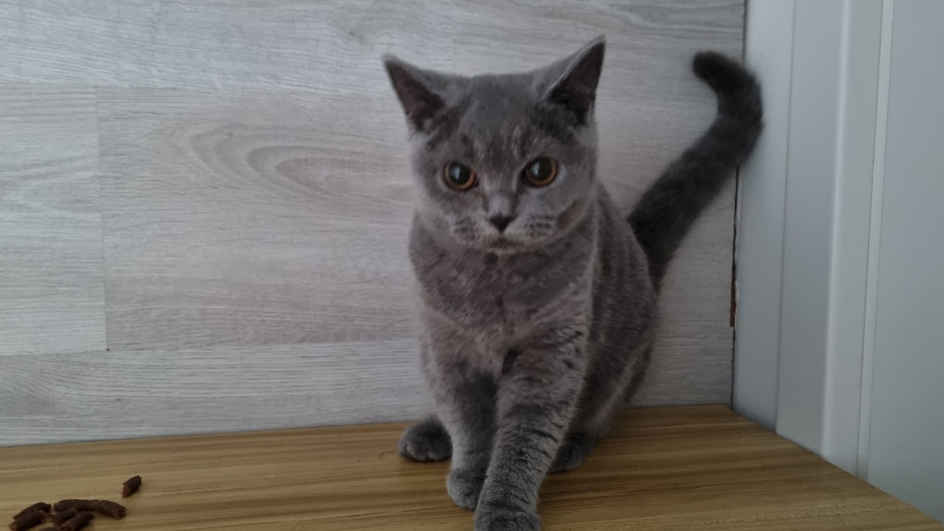 3 x junger Kater BKH Katzenbabys Kätzchen Kitten