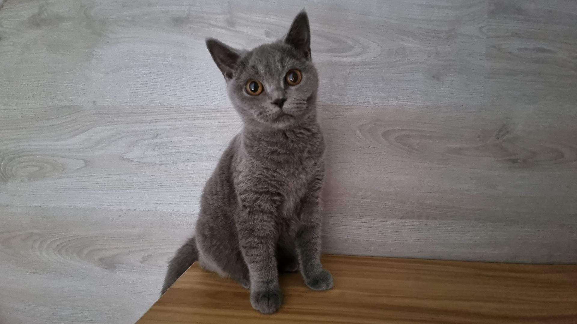 3 x junger Kater BKH Katzenbabys Kätzchen Kitten