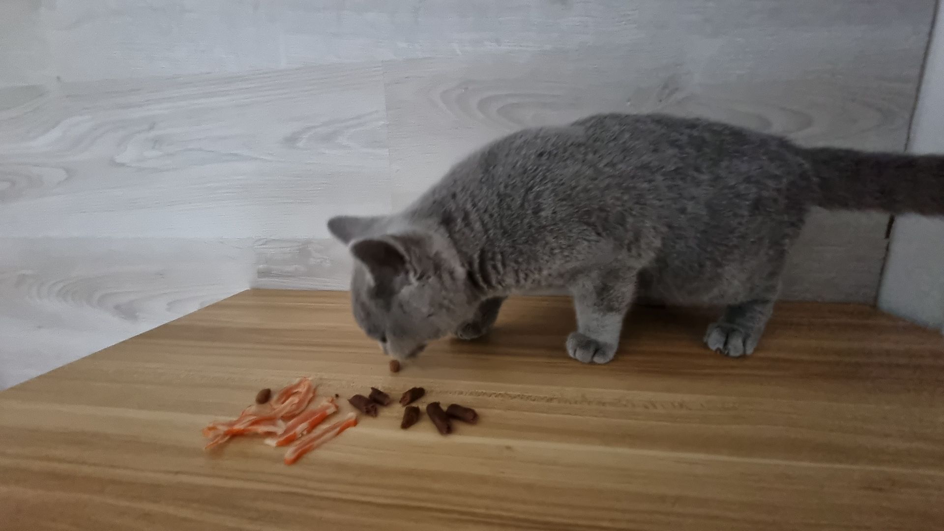 3 x junger Kater BKH Katzenbabys Kätzchen Kitten