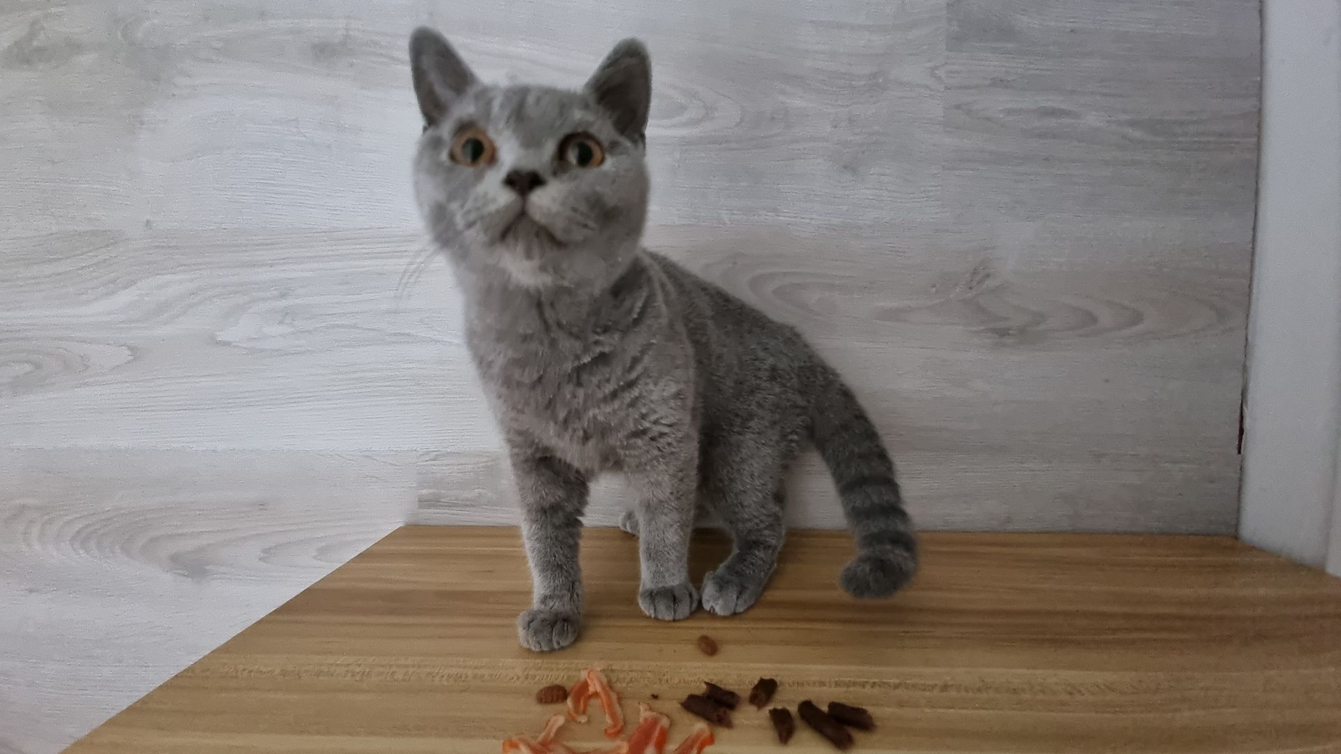 3 x junger Kater BKH Katzenbabys Kätzchen Kitten