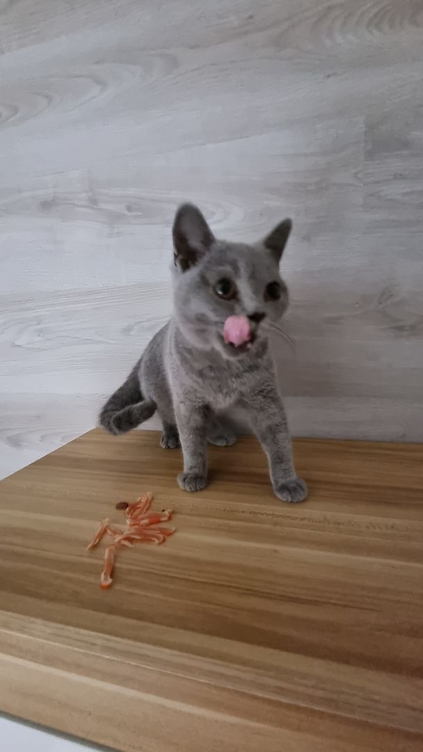 3 x junger Kater BKH Katzenbabys Kätzchen Kitten