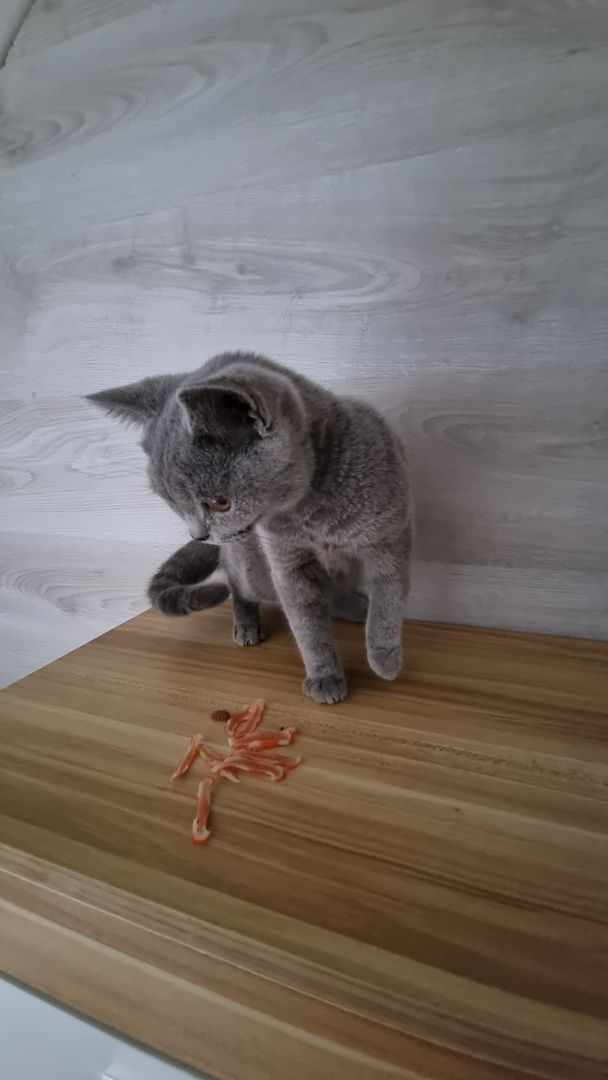 3 x junger Kater BKH Katzenbabys Kätzchen Kitten