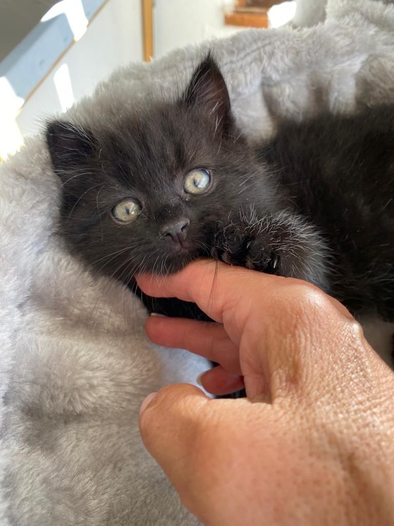 Baby Katzen abzugeben