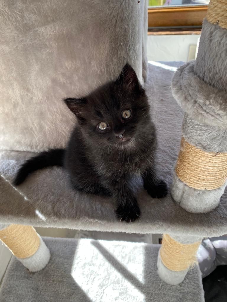 Baby Katzen abzugeben