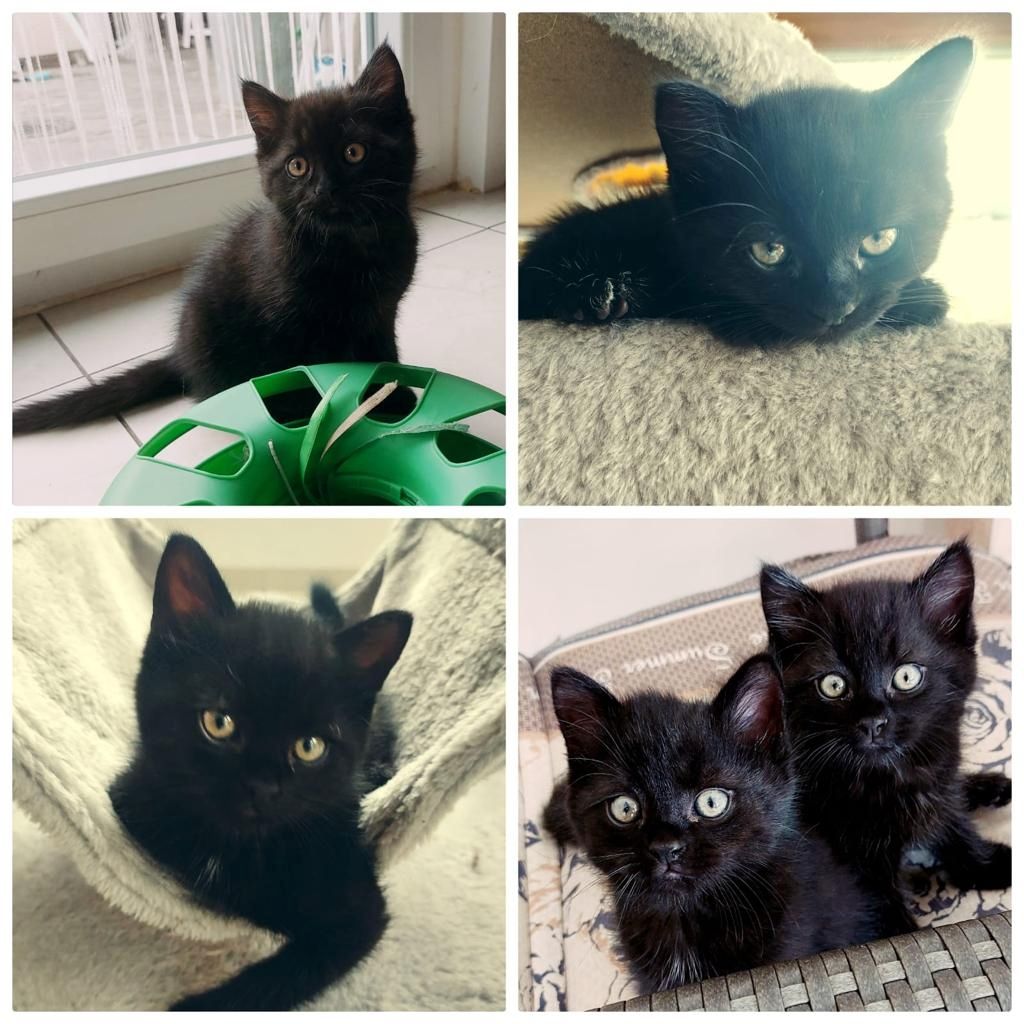 Baby Katzen abzugeben