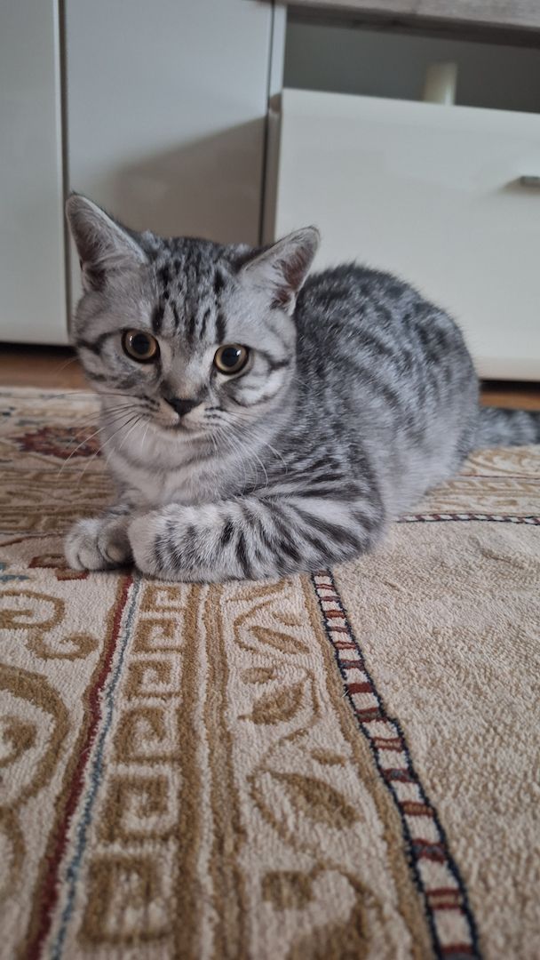 Wunderschöne BKH männliche Kätzchen Wunderschöne BKH männliche Kätzchen