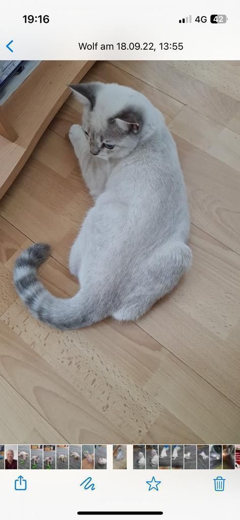 Britisch Kurzhaar ; alle 3 Katzen für 1.300 €