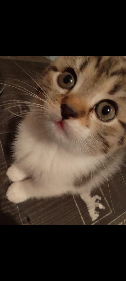 4 süße kätzchen suchen ein Zuhause