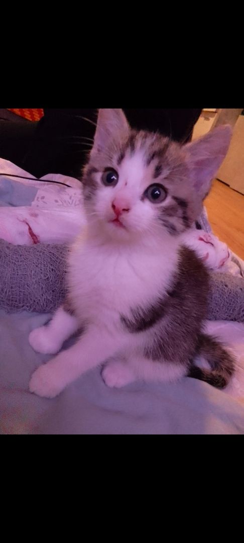 4 süße kätzchen suchen ein Zuhause