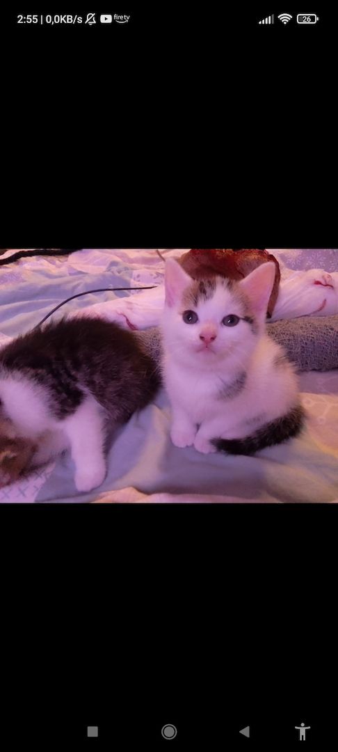 4 süße kätzchen suchen ein Zuhause