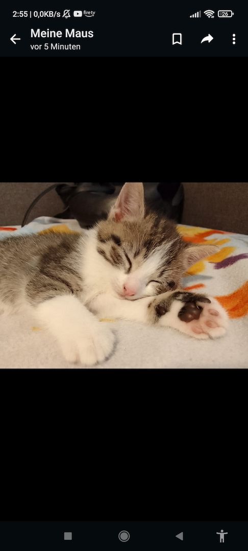 4 süße kätzchen suchen ein Zuhause