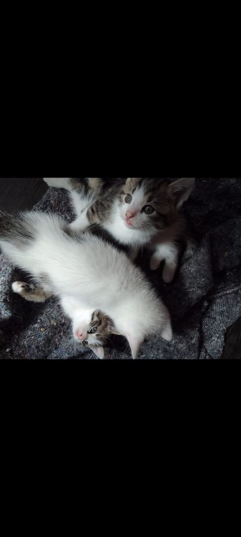 4 süße kätzchen suchen ein Zuhause