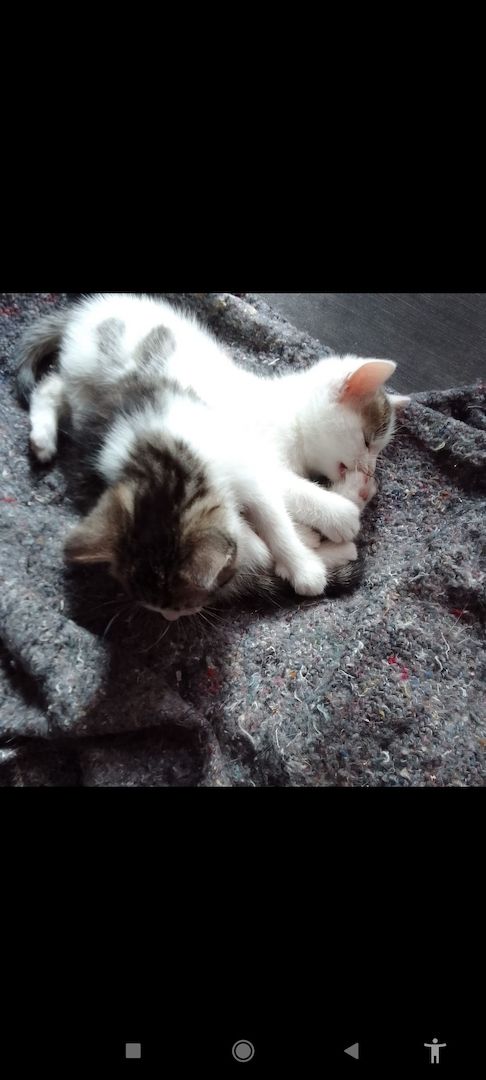 4 süße kätzchen suchen ein Zuhause