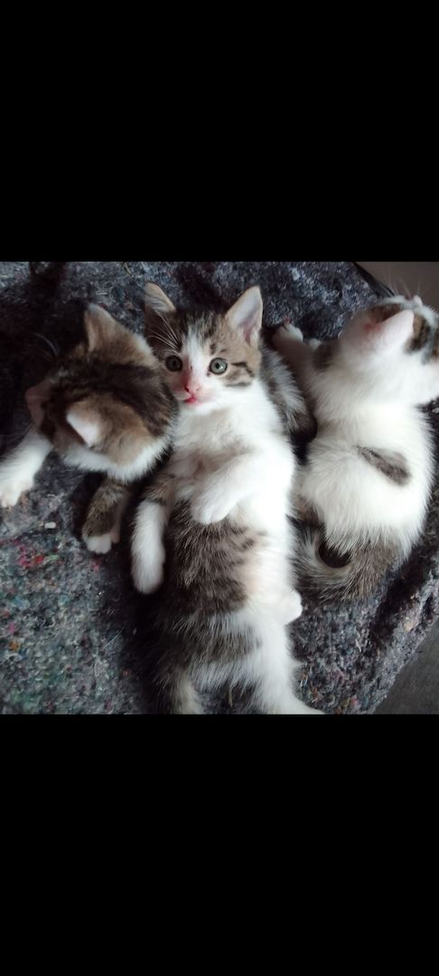 4 süße kätzchen suchen ein Zuhause