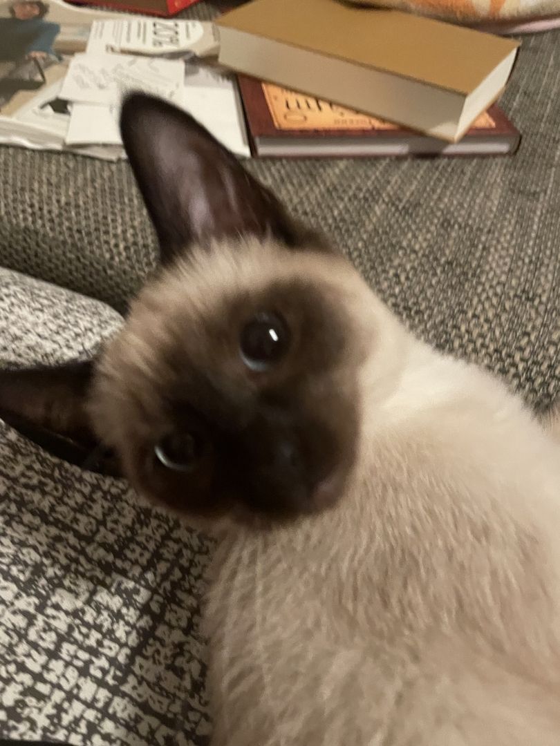 Eine süße Siam Kätzchen