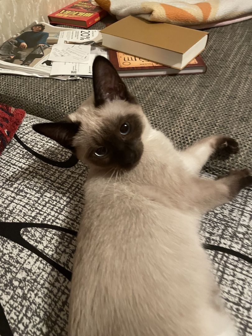 Eine süße Siam Kätzchen