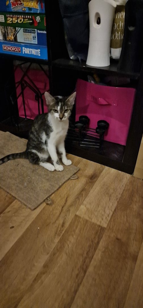 Wir sind auszugs bereit