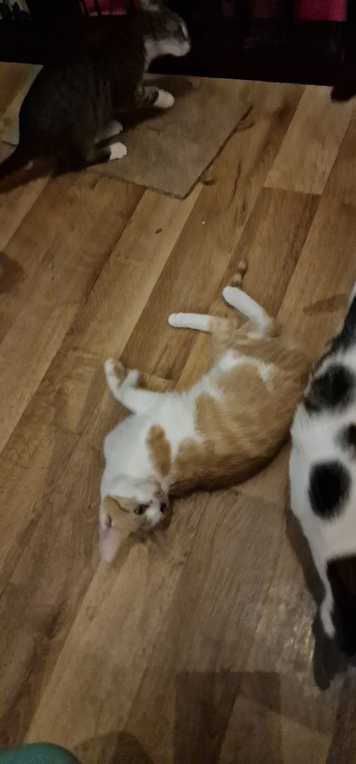 Wir sind auszugs bereit